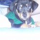 te amo